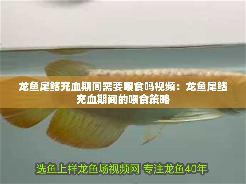龍魚尾鰭充血期間需要喂食嗎視頻：龍魚尾鰭充血期間的喂食策略
