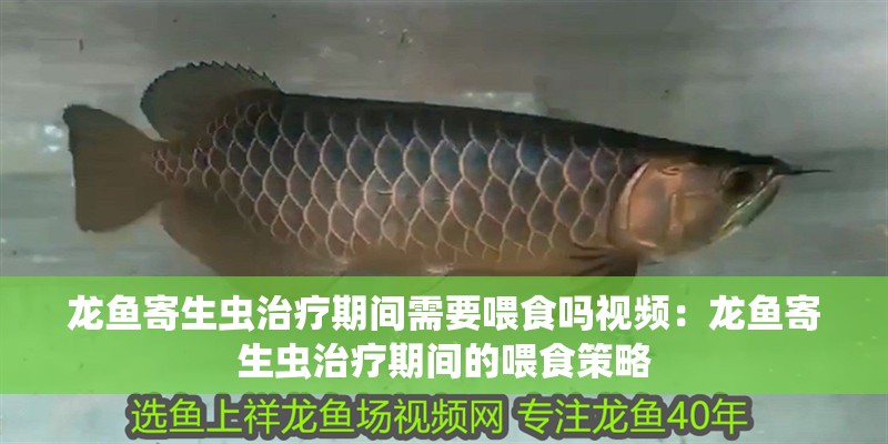 龍魚(yú)寄生蟲(chóng)治療期間需要喂食嗎視頻：龍魚(yú)寄生蟲(chóng)治療期間的喂食策略