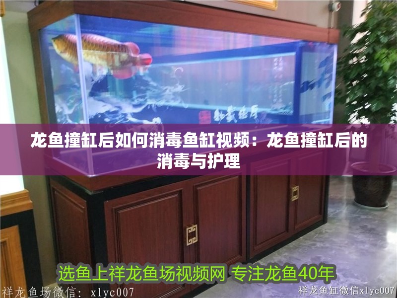 龍魚撞缸后如何消毒魚缸視頻：龍魚撞缸后的消毒與護理
