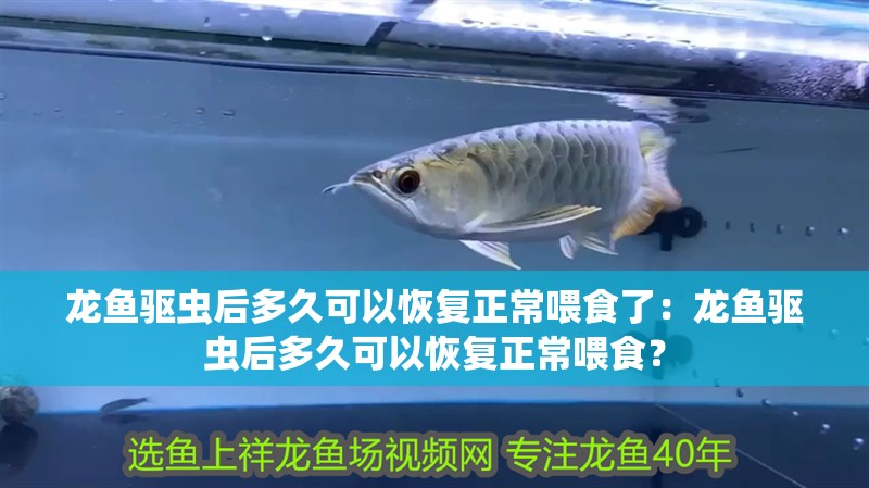 龍魚驅蟲后多久可以恢復正常喂食了：龍魚驅蟲后多久可以恢復正常喂食？