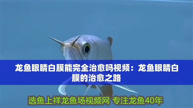 龍魚眼睛白膜能完全治愈嗎視頻：龍魚眼睛白膜的治愈之路