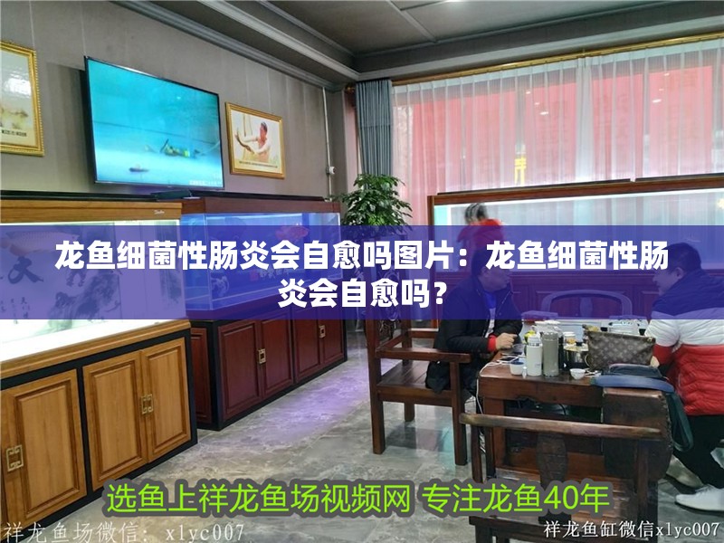 龍魚細菌性腸炎會自愈嗎圖片：龍魚細菌性腸炎會自愈嗎？