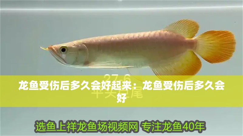 龍魚受傷后多久會好起來：龍魚受傷后多久會好