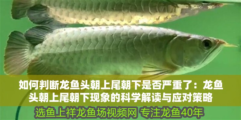 如何判斷龍魚頭朝上尾朝下是否嚴重了：龍魚頭朝上尾朝下現象的科學解讀與應對策略