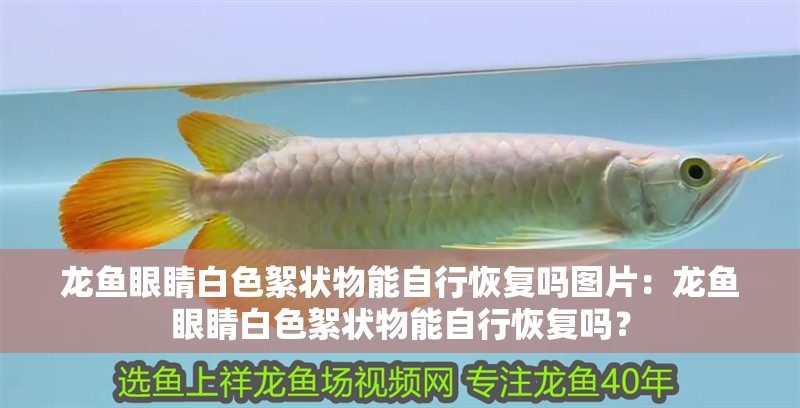 龍魚眼睛白色絮狀物能自行恢復嗎圖片：龍魚眼睛白色絮狀物能自行恢復嗎？