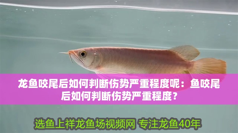 龍魚咬尾后如何判斷傷勢嚴重程度呢：魚咬尾后如何判斷傷勢嚴重程度？