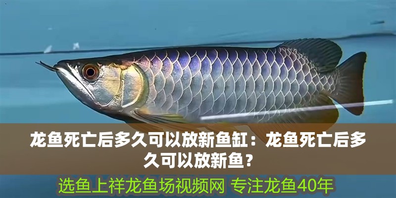 龍魚死亡后多久可以放新魚缸：龍魚死亡后多久可以放新魚？