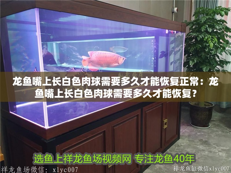 魚缸過濾器選購指南:自制魚缸過濾器魚缸上置過濾器對于養魚愛好者的必備知識 龍魚嘴上長白色肉球需要多久才能恢復正常:龍魚嘴上長白色肉球需要多久才能恢復? 水族問答 龍魚嘴上長白色肉球需要多久才能恢復正常:龍魚嘴上長白色肉球需要多久才能恢復? 龍魚嘴上長白色肉球需要多久才能恢復正常:龍魚嘴上長白色肉球需要多久才能恢復? 水族問答