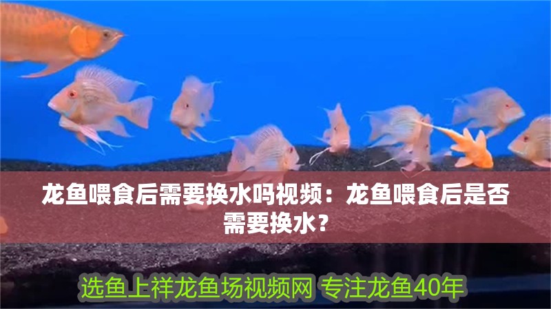 龍魚喂食后需要換水嗎視頻：龍魚喂食后是否需要換水？