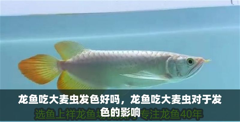 龍魚吃大麥蟲發色好嗎，龍魚吃大麥蟲對于發色的影響
