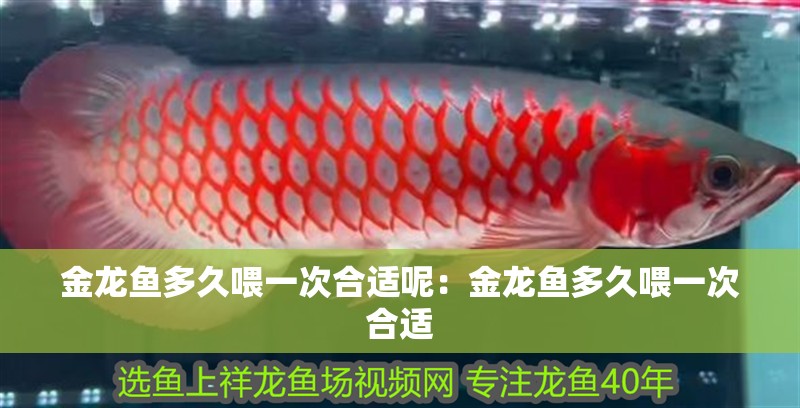 金龍魚多久喂一次合適呢：金龍魚多久喂一次合適