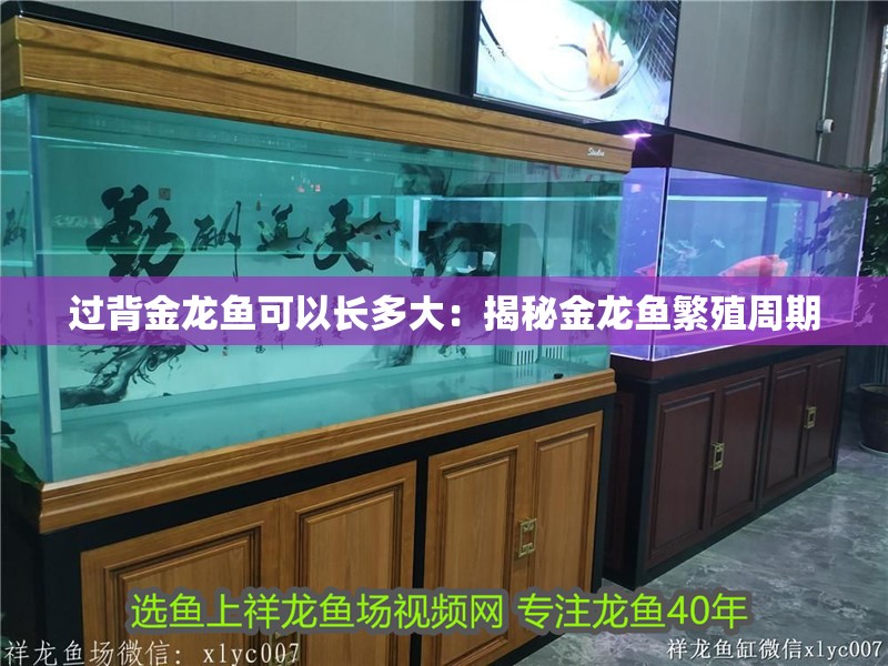 過背金龍魚可以長多大：揭秘金龍魚繁殖周期
