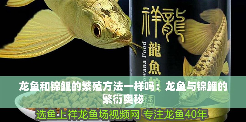 龍魚和錦鯉的繁殖方法一樣嗎：龍魚與錦鯉的繁衍奧秘