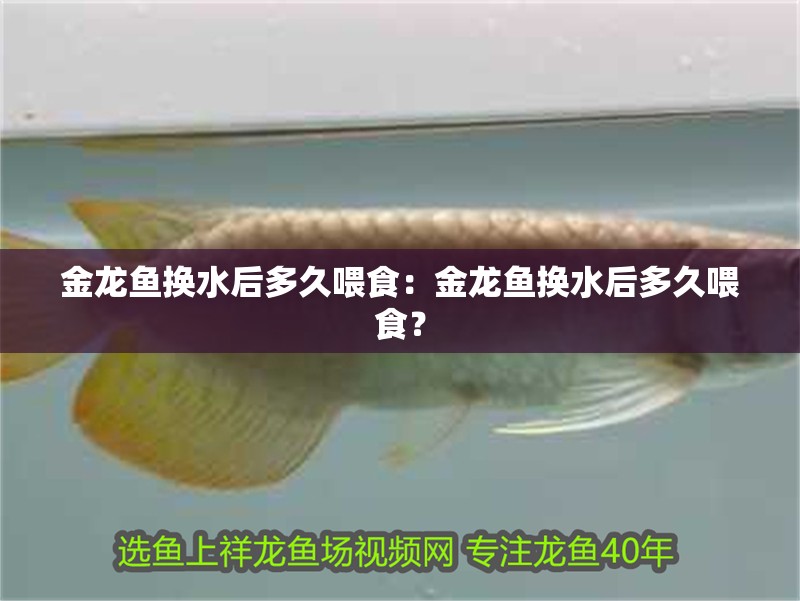 金龍魚換水后多久喂食：金龍魚換水后多久喂食？