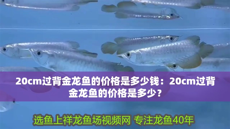 20cm過背金龍魚的價格是多少錢：20cm過背金龍魚的價格是多少？