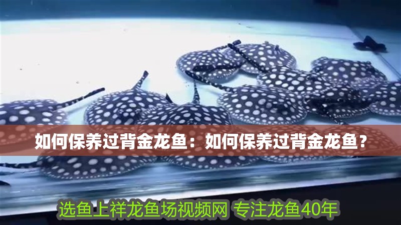 如何保養過背金龍魚：如何保養過背金龍魚？