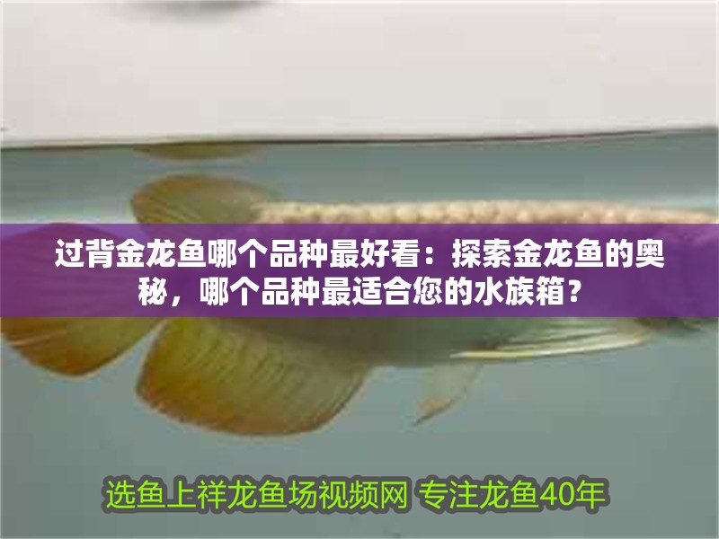 過背金龍魚哪個品種最好看：探索金龍魚的奧秘，哪個品種最適合您的水族箱？