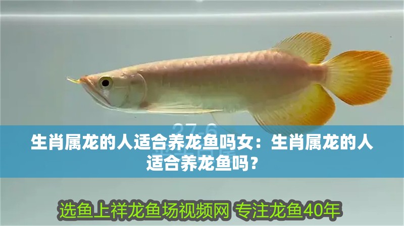 生肖屬龍的人適合養龍魚嗎女：生肖屬龍的人適合養龍魚嗎？