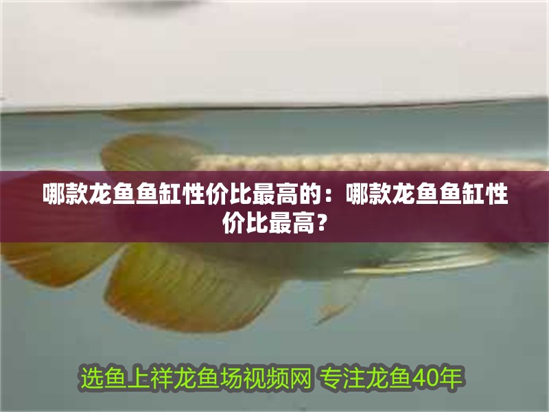 哪款龍魚魚缸性價比最高的：哪款龍魚魚缸性價比最高？