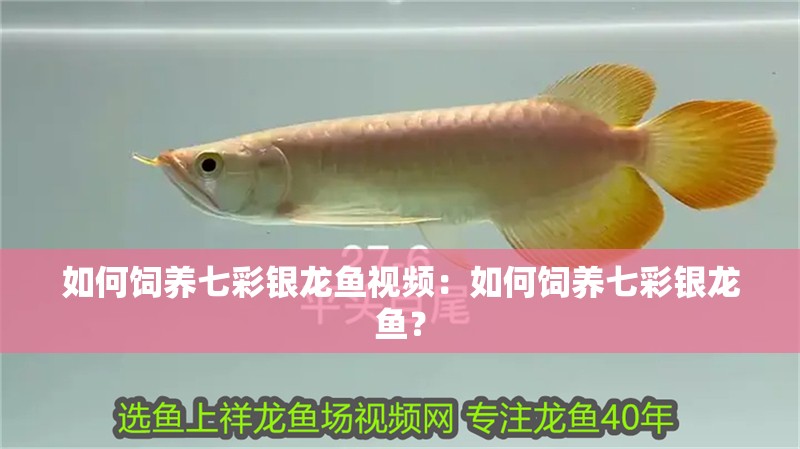 如何飼養七彩銀龍魚視頻：如何飼養七彩銀龍魚？