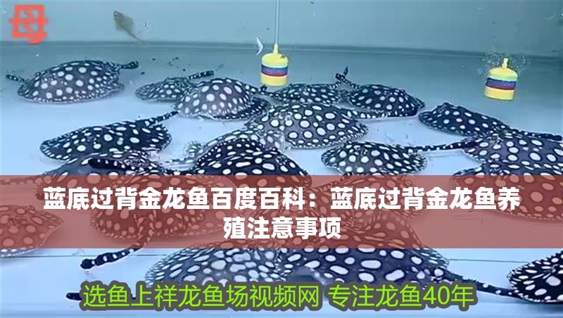 藍底過背金龍魚百度百科：藍底過背金龍魚養(yǎng)殖注意事項