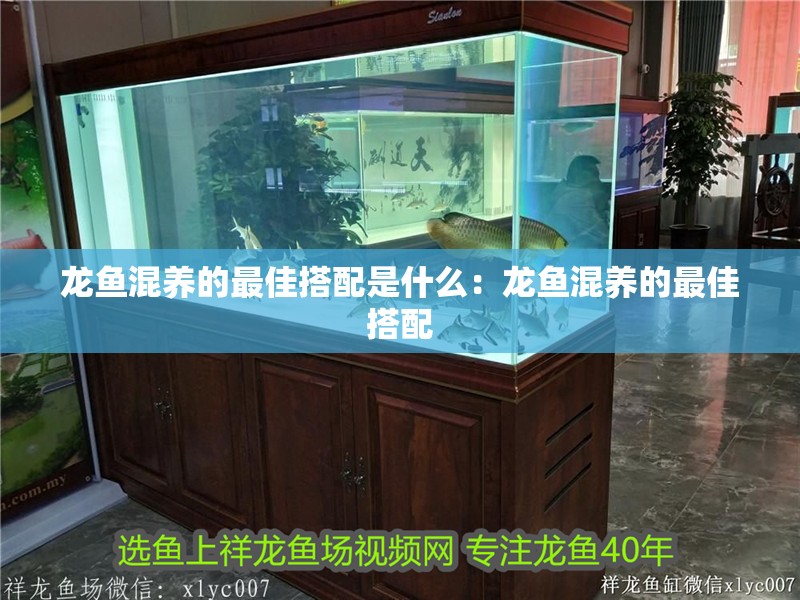 龍魚混養的最佳搭配是什么：龍魚混養的最佳搭配