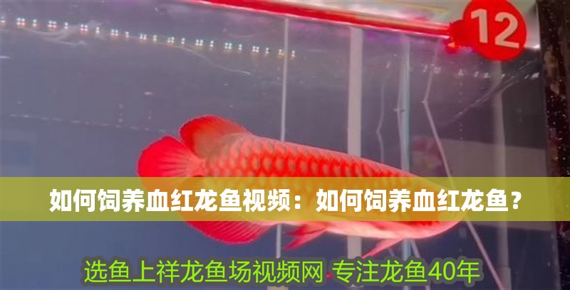 如何飼養血紅龍魚視頻：如何飼養血紅龍魚？