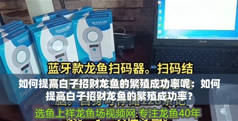 如何提高白子招財(cái)龍魚(yú)的繁殖成功率呢：如何提高白子招財(cái)龍魚(yú)的繁殖成功率？