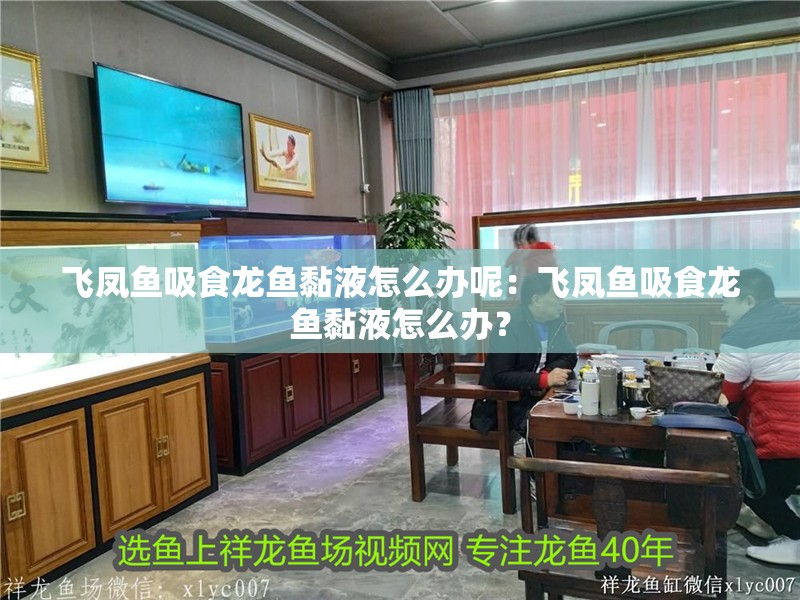 飛鳳魚吸食龍魚黏液怎么辦呢：飛鳳魚吸食龍魚黏液怎么辦？ 飛鳳魚吸食龍魚黏液怎么辦呢：飛鳳魚吸食龍魚黏液怎么辦？ 水族問答