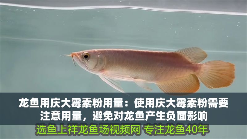 龍魚用慶大霉素粉用量：使用慶大霉素粉需要注意用量，避免對龍魚產生負面影響 龍魚用慶大霉素粉用量：使用慶大霉素粉需要注意用量，避免對龍魚產生負面影響 龍魚百科 第2張