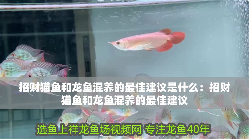 招財貓魚和龍魚混養(yǎng)的最佳建議是什么：招財貓魚和龍魚混養(yǎng)的最佳建議