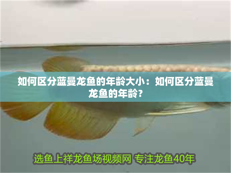 如何區(qū)分藍(lán)曼龍魚的年齡大小：如何區(qū)分藍(lán)曼龍魚的年齡？