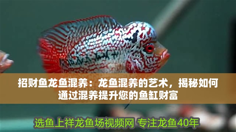 招財(cái)魚(yú)龍魚(yú)混養(yǎng)：龍魚(yú)混養(yǎng)的藝術(shù)，揭秘如何通過(guò)混養(yǎng)提升您的魚(yú)缸財(cái)富