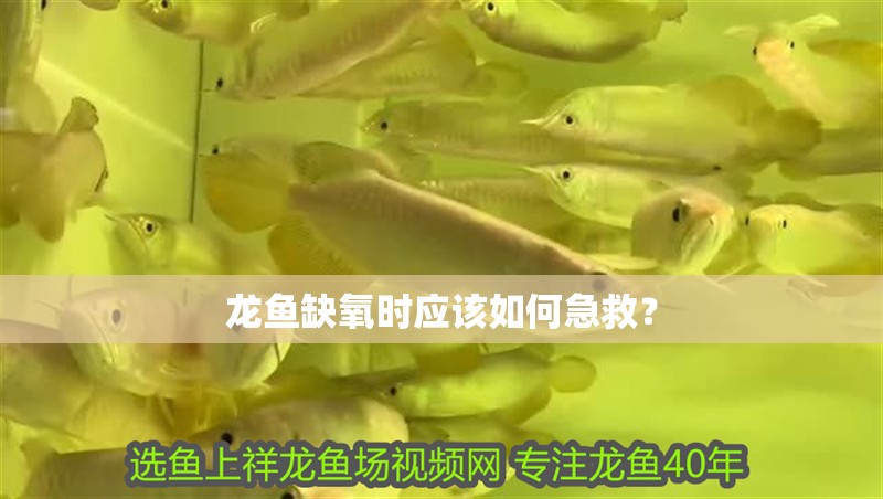 龍魚缺氧時應該如何急救？