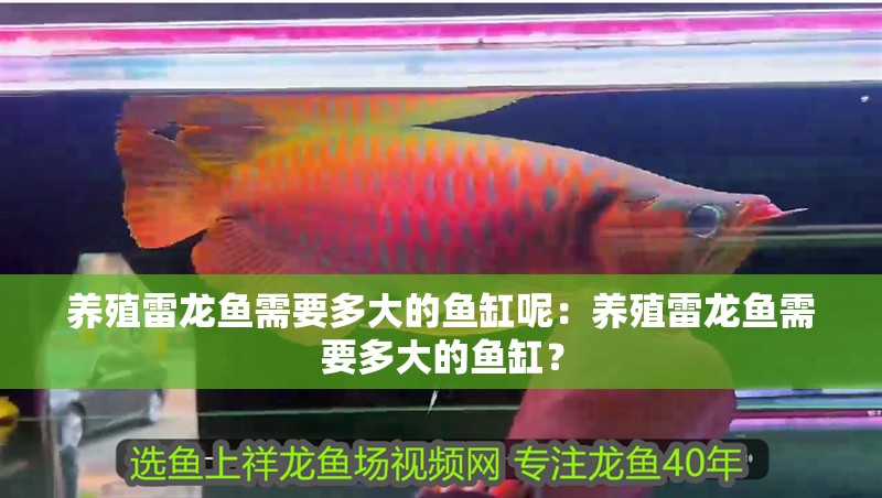 養殖雷龍魚需要多大的魚缸呢：養殖雷龍魚需要多大的魚缸？