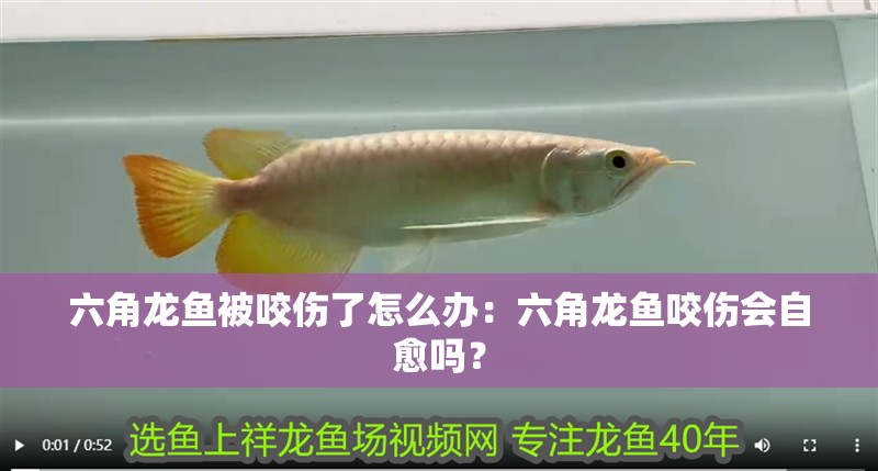 六角龍魚被咬傷了怎么辦：六角龍魚咬傷會(huì)自愈嗎？