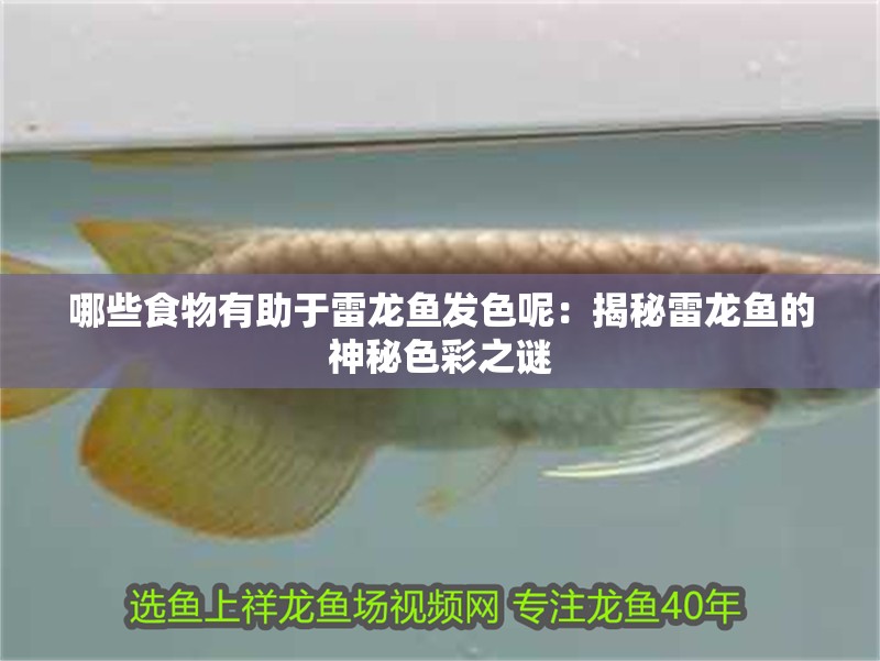 哪些食物有助于雷龍魚發色呢：揭秘雷龍魚的神秘色彩之謎