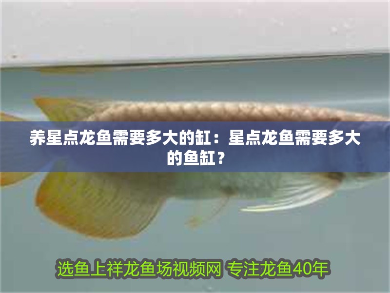 養星點龍魚需要多大的缸：星點龍魚需要多大的魚缸？