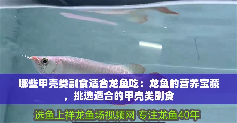 哪些甲殼類副食適合龍魚吃：龍魚的營養寶藏，挑選適合的甲殼類副食