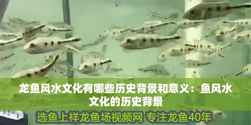 龍魚風水文化有哪些歷史背景和意義：魚風水文化的歷史背景