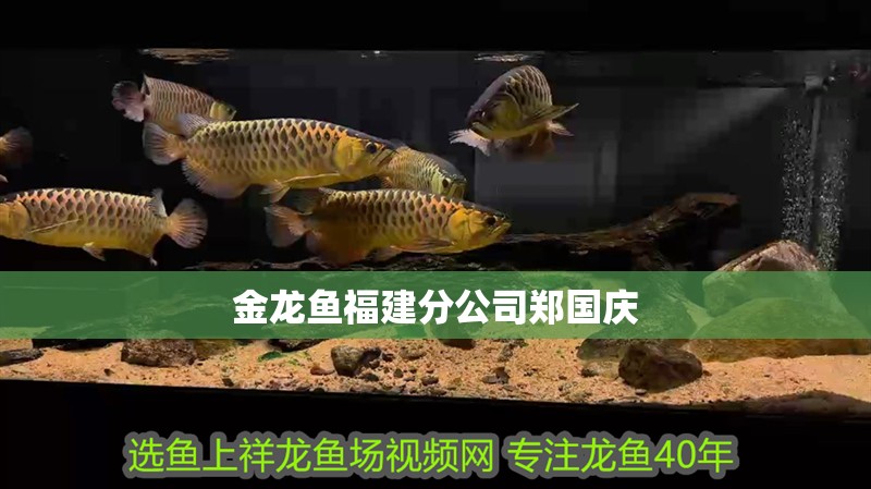 金龍魚福建分公司鄭國慶 金龍魚福建分公司鄭國慶 龍魚百科