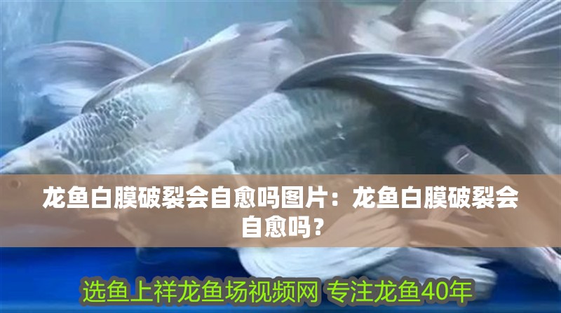 龍魚白膜破裂會自愈嗎圖片：龍魚白膜破裂會自愈嗎？