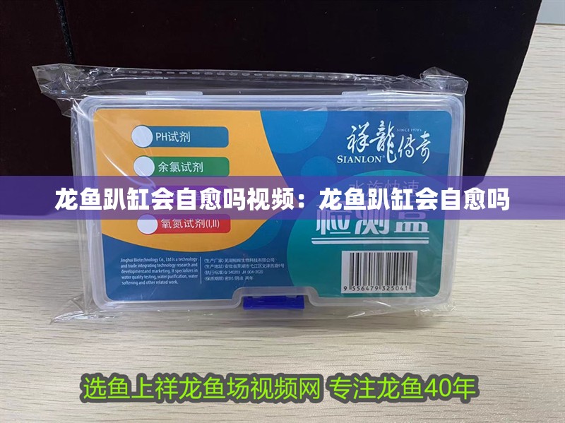 龍魚趴缸會自愈嗎視頻：龍魚趴缸會自愈嗎