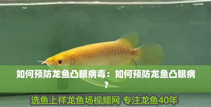 如何預防龍魚凸眼病毒：如何預防龍魚凸眼??？