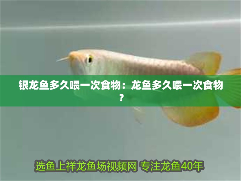 銀龍魚多久喂一次食物：龍魚多久喂一次食物？