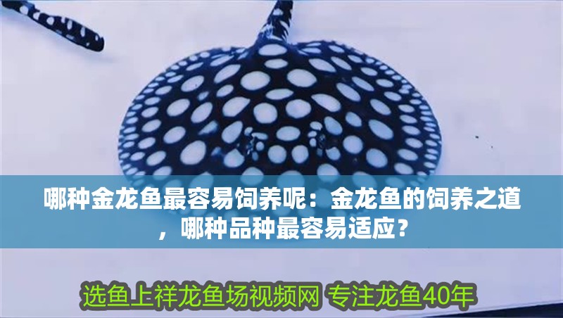 哪種金龍魚最容易飼養(yǎng)呢：金龍魚的飼養(yǎng)之道，哪種品種最容易適應？