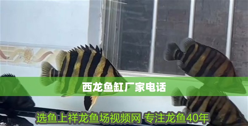 西龍魚缸廠家電話
