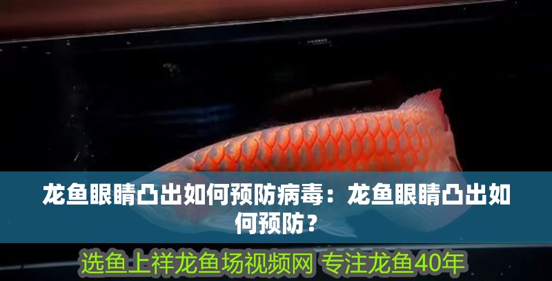 龍魚眼睛凸出如何預(yù)防病毒：龍魚眼睛凸出如何預(yù)防？