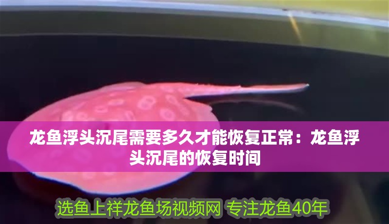 龍魚浮頭沉尾需要多久才能恢復(fù)正常：龍魚浮頭沉尾的恢復(fù)時(shí)間