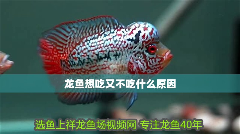 龍魚想吃又不吃什么原因